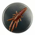 Microbite Decapod 5cm - Kreatur-Weichköder - 34003000054 - 3