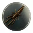 Microbite Decapod 5cm - Kreatur-Weichköder - 34003000054 - 4