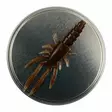 Microbite Decapod 5cm - Kreatur-Weichköder - 34003000054 - 6