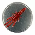 Microbite Decapod 5cm - Kreatur-Weichköder - 34003000054 - 7