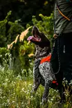 Non-stop Dogwear Protector Vest GPS 2.0 Orange - Hundewesten und -kleidung - 7071652044844 - 4