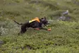 Non-stop Dogwear Protector Vest GPS 2.0 Orange - Hundewesten und -kleidung - 7071652044844 - 3