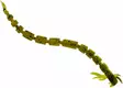 Westin Bloodteez 5,5cm - Kreatur-Weichköder - 6112024 - 4