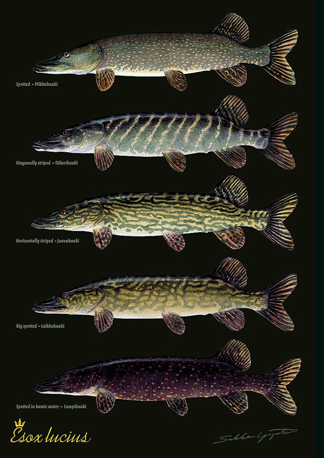 Sakke Yrjölä Hauen variaatiot A4 -kortti - Drucksachen - 6430048500394 - 1