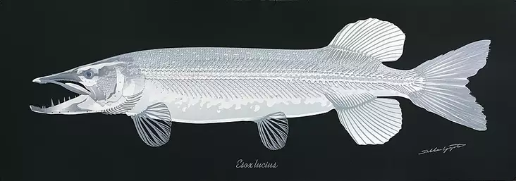 Sakke Yrjölä Poster 35*100cm Pike Skeleton Black - Drucksachen - 6430048501254 - 1