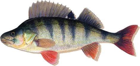 Sakke Yrjölä Kalamagneetti - Andere - 456006062024 - 16