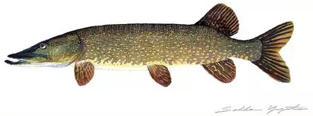 Sakke Yrjölä 50x23cm -juliste Hauki - Drucksachen - 6430048500325 - 1