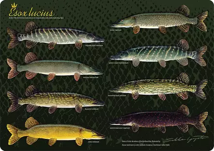 Sakke Yrjölä Haukitabletti - Hauenvariaa - Drucksachen - 6430048500615 - 2