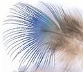 Peacock Blue Neck Hackle - Andere Federn und Plüme - 5056304603886 - 1