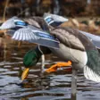 Avian-X Powerflight Mallard - Lockvögel - 082271001795 - 9