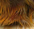 Hareline Golden Pheasant Body Feathers - Andere Federn und Plüme - 404503000055 - 2