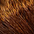 Hareline Premo Deer Strips - Körperhaare - 405002000115 - 10