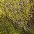Hareline Premo Deer Strips - Körperhaare - 405002000115 - 2