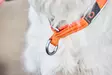 Non-stop Dogwear Cruise Collar Orange - Hundehalsband - 7071652015035 - 2