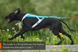 Non-stop Dogwear Freemotion Harness 5.1 - Hundegeschirr - 7071652111515 - 6