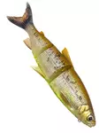 Savage Gear 3D LT Whitefish 22cm/107g - Weichköder für Hechte über 100g - 173026925 - 3