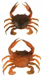 Savage Gear Manic Crab 5cm 4kpl - Kreatur-Weichköder - 570630155 - 1