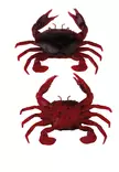 Savage Gear Manic Crab 5cm 4kpl - Kreatur-Weichköder - 570630155 - 4