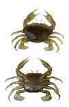 Savage Gear Manic Crab 5cm 4kpl - Kreatur-Weichköder - 570630155 - 3