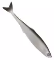 Sewro Custom Bait - Bleak 16cm - Weichköder für Hechte unter 100g - 3005202115 - 6
