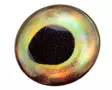 Sybai 3D Epoxy Fish Eyes 10mm -tarrasilmät - 3D-Augen - 402004000095 - 4