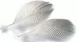 Veniard Teal Flank Feathers - Andere Federn und Plüme - 5056304604692 - 1