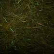 SLF Bug Dub Dubbing - Dubbings - 40600100005 - 5