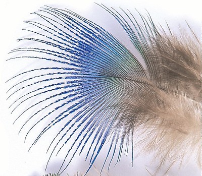 Peacock Blue Neck Hackle - Andere Federn und Plüme - 5056304603886 - 1