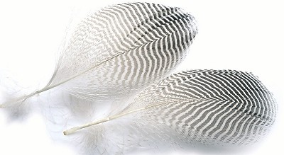 Veniard Teal Flank Feathers - Andere Federn und Plüme - 5056304604692 - 1