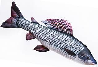 Gaby Grayling 65cm - Plüschfisch - 5905279175426 - 1