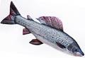 Gaby Grayling 65cm - Plüschfisch - 5905279175426 - 1