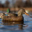 Avian-X Topflight Fusion Mallards 6pcs - Lockvögel - 810280080766 - 9