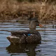 Avian-X Topflight Fusion Mallards 6pcs - Lockvögel - 810280080766 - 12