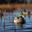 Avian-X Topflight Fusion Mallards 6pcs - Lockvögel - 810280080766 - 11