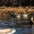 Avian-X Topflight Fusion Mallards 6pcs - Lockvögel - 810280080766 - 10
