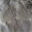 Silver Pheasant Body Feathers - Häute, Flügel und Köpfe - 40400200516 - 13