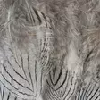 Silver Pheasant Body Feathers - Häute, Flügel und Köpfe - 40400200516 - 6