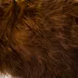 Hareline Wooly Bugger Marabou - Andere Federn und Plüme - 40450300026 - 13