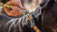 Ruffwear Crag Leash Midnight Wave - Hundeleine - 748960346126 - 5
