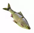 Savage Gear 3D Line Thru Roach 25cm Slow Sink - Weichköder für Hechte über 100g - 04072023126 - 2
