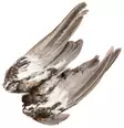 Veniard Grouse Wings - Häute, Flügel und Köpfe - 5056304601615 - 2