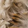 Hen Mallard Breast Feathers - Klassische Feder - 5056304602544 - 4