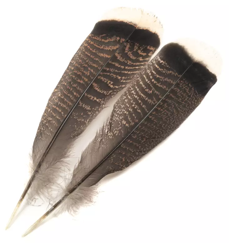 H.S.C. Turkey Tail White Tip - Klassische Feder - 6438407010386 - 1