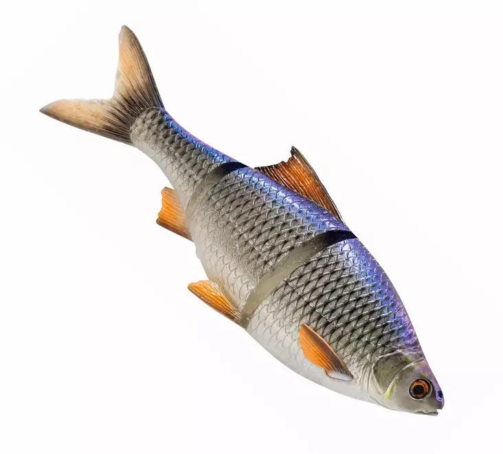 Savage Gear 3D Line Thru Roach 25cm Slow Sink - Weichköder für Hechte über 100g - 04072023126 - 1