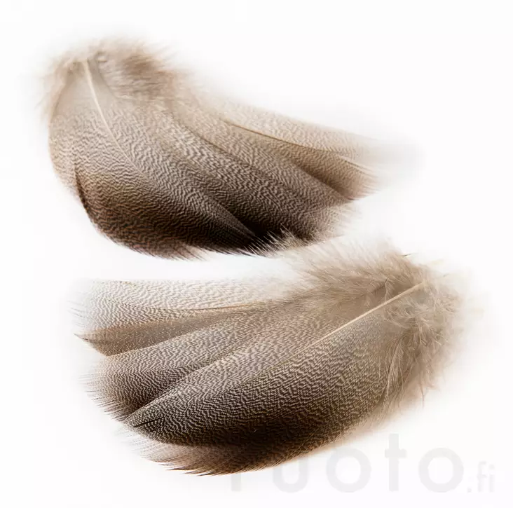 Veniard Mallard Bronze Shoulder - Klassische Feder - 5056304602506 - 2