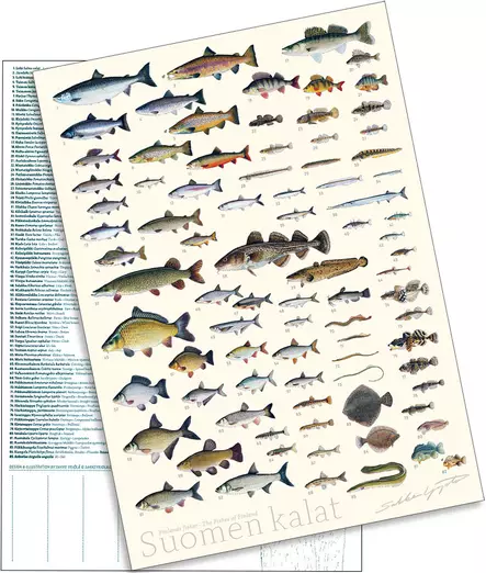 Sakke Yrjölä A4 card poster Fish of Finland (white background) - Drucksachen - 6430048500387 - 2