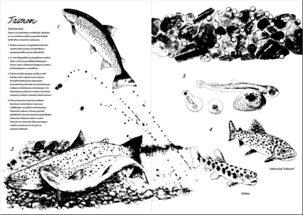 Finnlands Fische - Malbuch II Fisch Ausmalbuch - Drucksachen - 6430048501537 - 2
