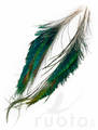 FTS Strung Peacock Herl - Andere Federn und Plüme - 5056304603862 - 3
