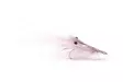 Pattegrisen Grey #4 -  -  - 1