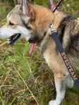 Swedteam Dog Leash - Deer Drag 4 m - Hundeleinen - 7330144050207 - 2